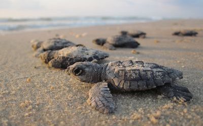 How You Can Easily Protect Turtle Habitat