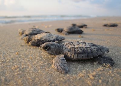 How You Can Easily Protect Turtle Habitat