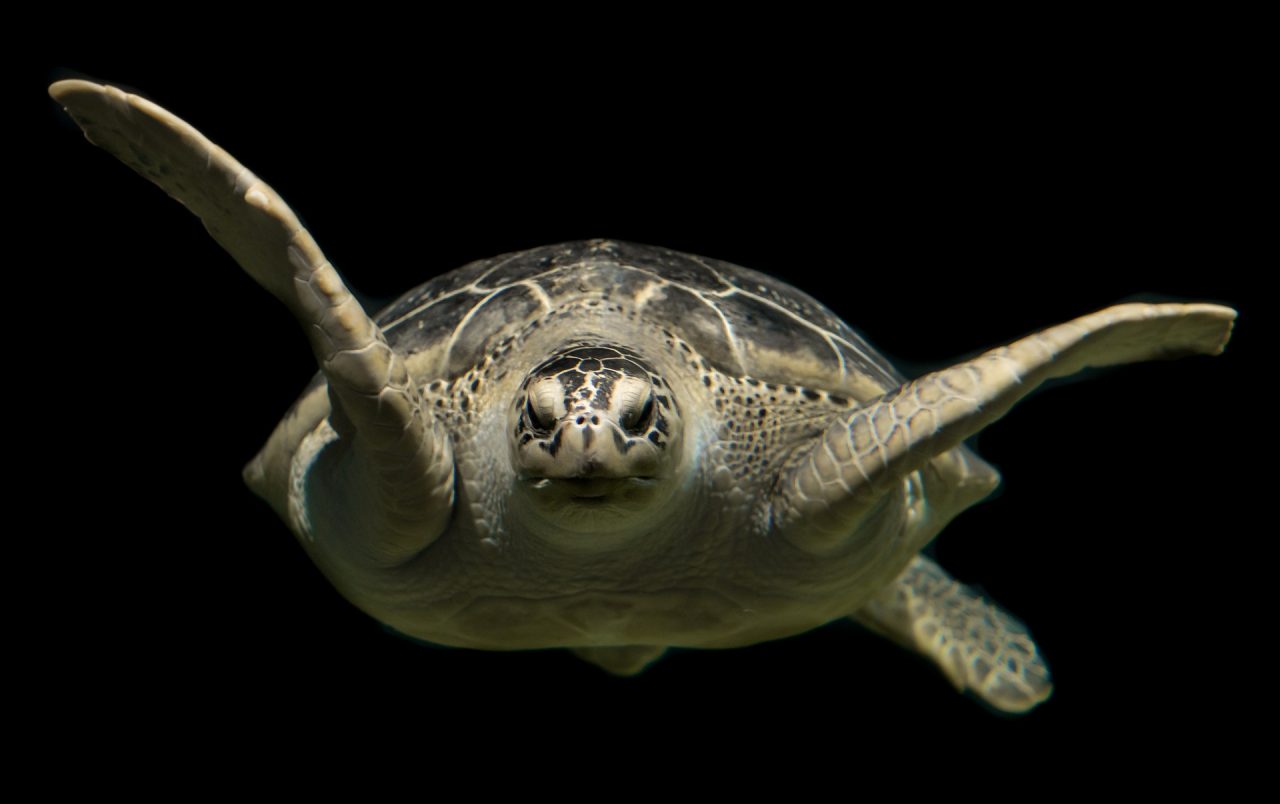 How You Can Easily Protect Turtle Habitat